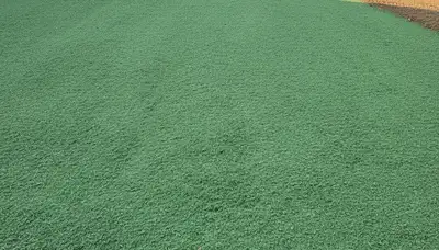 Fresh hydroseed lawn application by Chop Chop Landscaping in Harrisburg, PA showing even green coverage