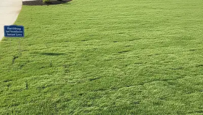 Freshly installed green sod lawn by Chop Chop Landscaping in Harrisburg, PA showcasing instant curb appeal