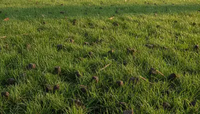 Healthy Harrisburg PA lawn recovering after professional aeration by Chop Chop Landscaping